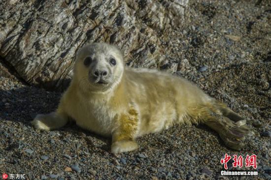 百只斑海豹遭盗猎38只死亡：生殖器被入药 售价逾万
