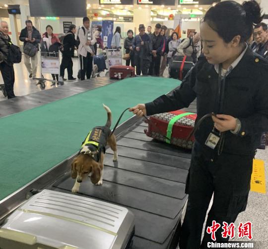 兰州海关严打濒危物种走私 查获老挝入境象牙制品