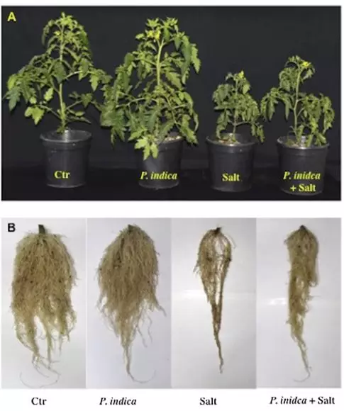 实验组和对照组番茄植株的情况对比.jpg
